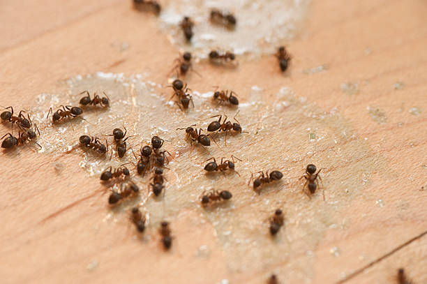 Flea Control Services in Wildwood Crest, NJ